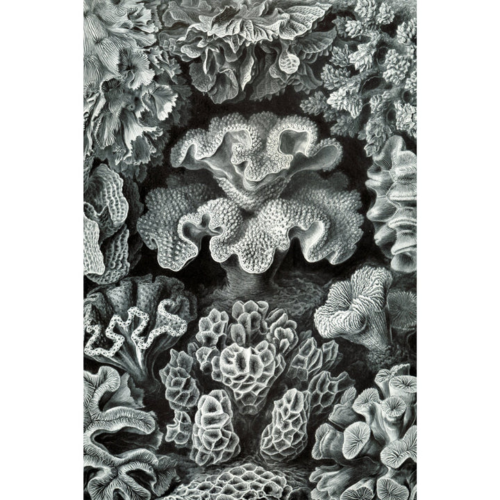 Ernst Haeckel, Hexacoralla, Lantern Press Artwork, Stretched Canvas - Lantern Press