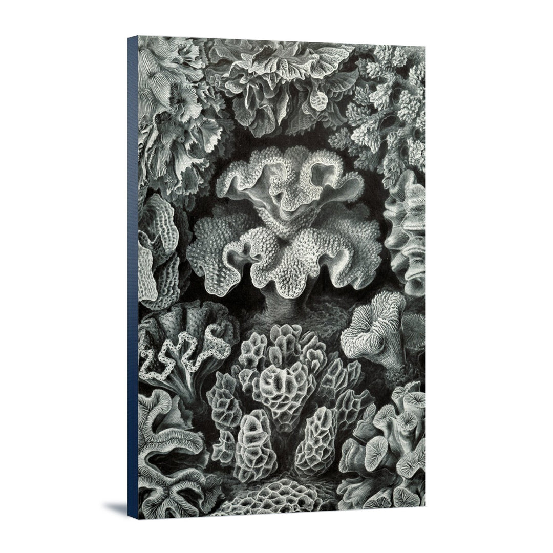 Ernst Haeckel, Hexacoralla, Lantern Press Artwork, Stretched Canvas - Lantern Press