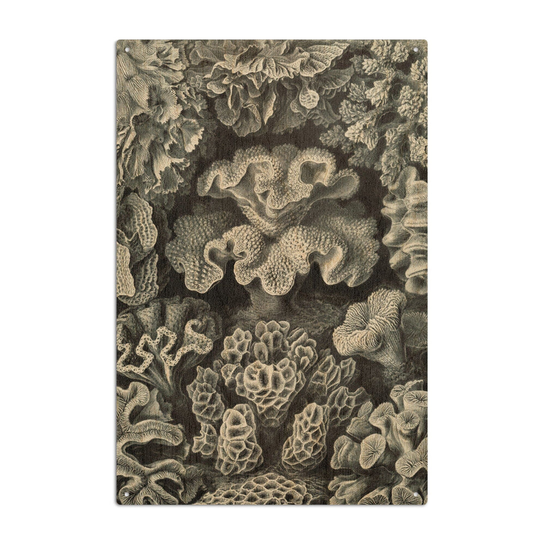 Ernst Haeckel, Hexacoralla, Lantern Press Artwork, Wood Signs and Postcards - Lantern Press