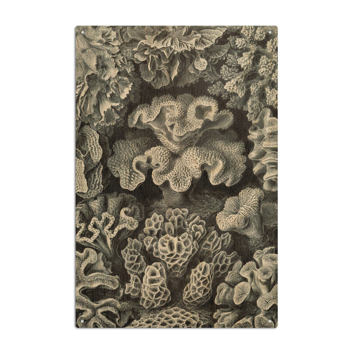 Ernst Haeckel, Hexacoralla, Lantern Press Artwork, Wood Signs and Postcards - Lantern Press