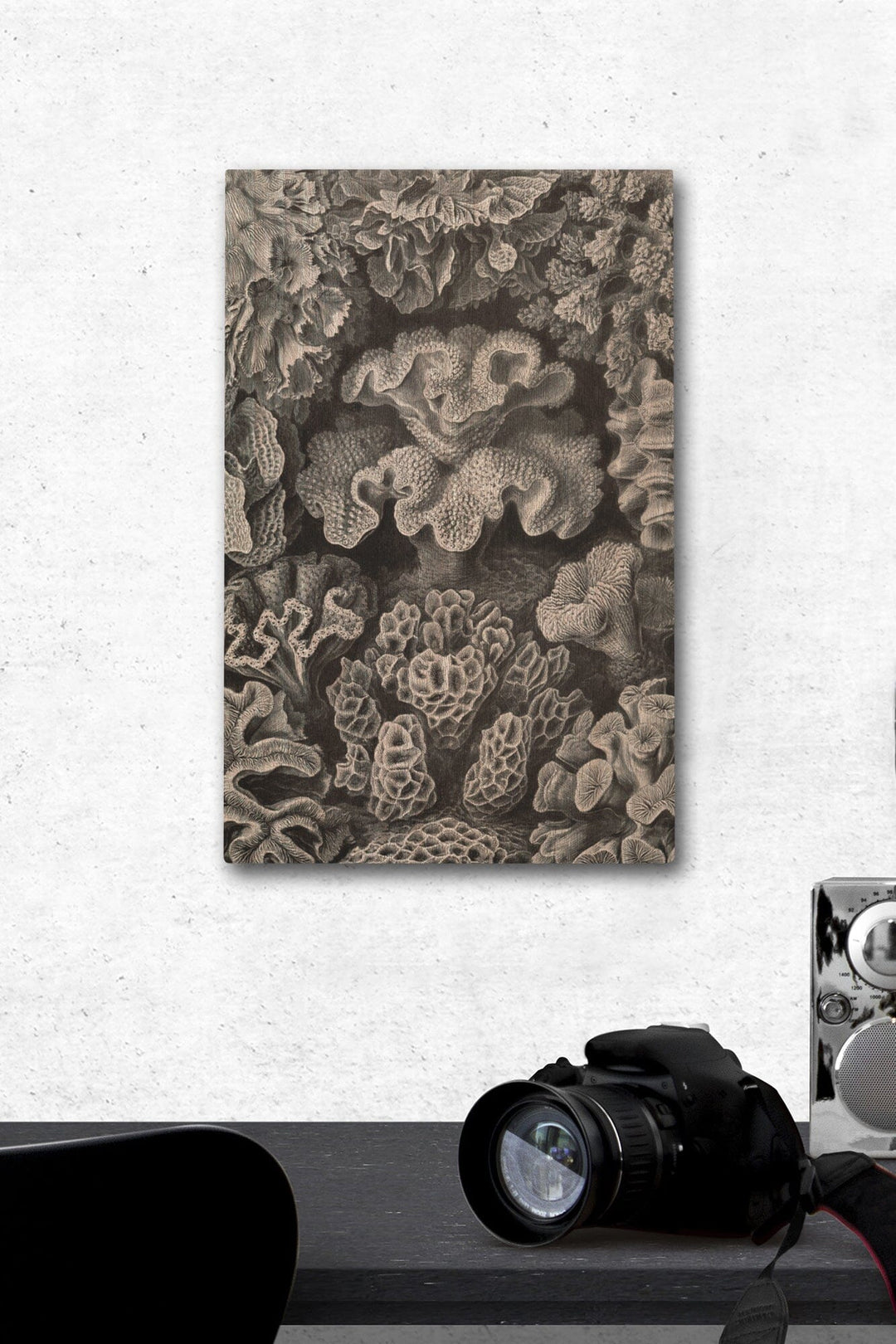 Ernst Haeckel, Hexacoralla, Lantern Press Artwork, Wood Signs and Postcards - Lantern Press