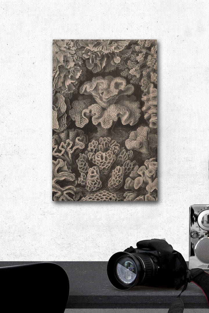 Ernst Haeckel, Hexacoralla, Lantern Press Artwork, Wood Signs and Postcards - Lantern Press