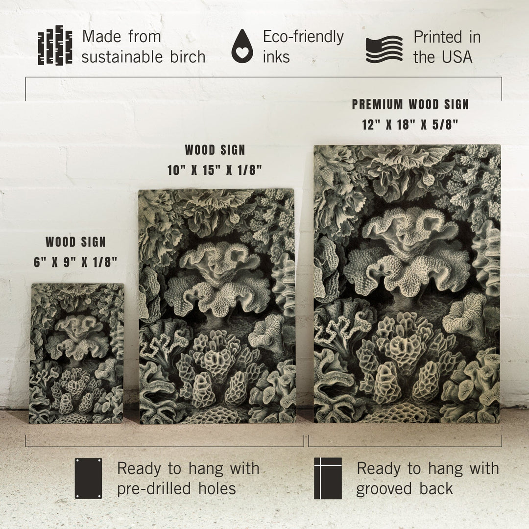 Ernst Haeckel, Hexacoralla, Lantern Press Artwork, Wood Signs and Postcards - Lantern Press