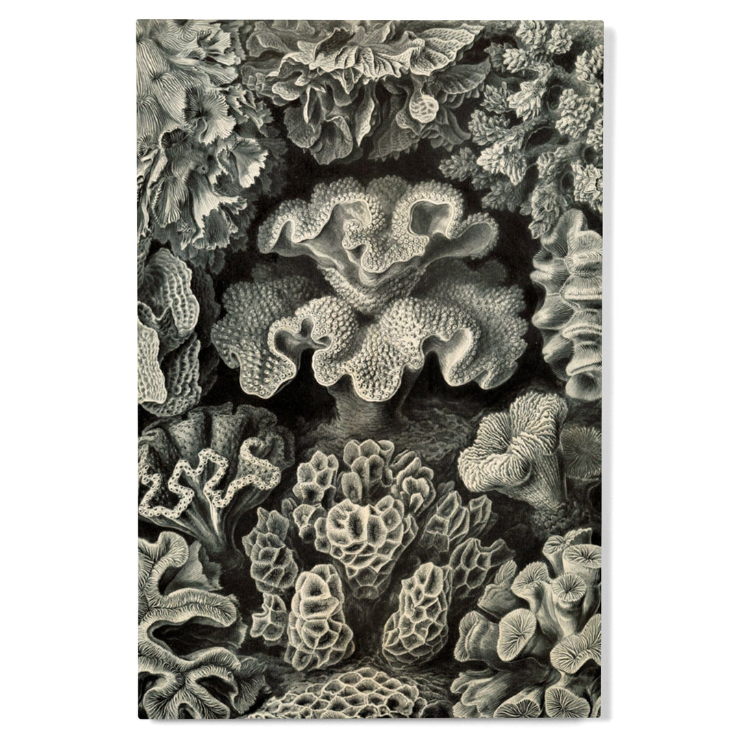 Ernst Haeckel, Hexacoralla, Lantern Press Artwork, Wood Signs and Postcards - Lantern Press