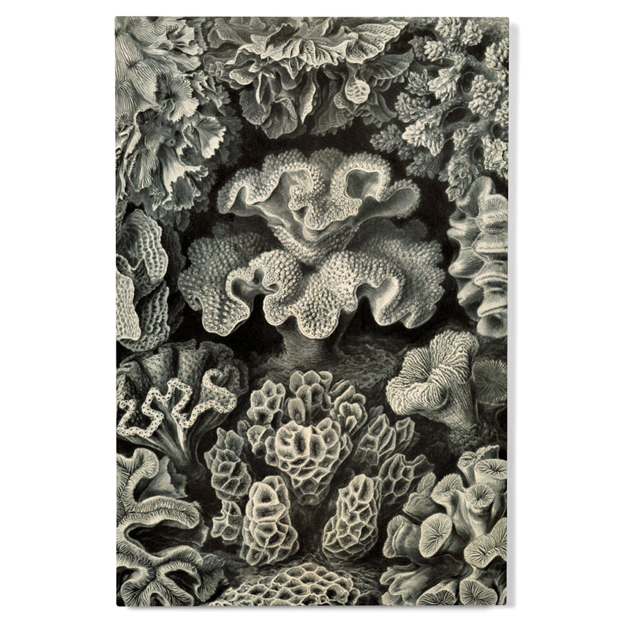 Ernst Haeckel, Hexacoralla, Lantern Press Artwork, Wood Signs and Postcards - Lantern Press