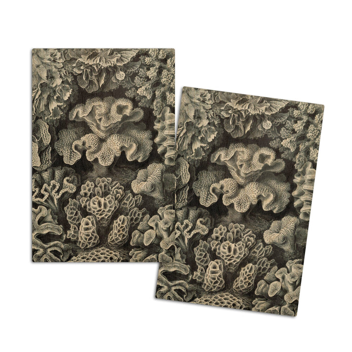 Ernst Haeckel, Hexacoralla, Lantern Press Artwork, Wood Signs and Postcards - Lantern Press