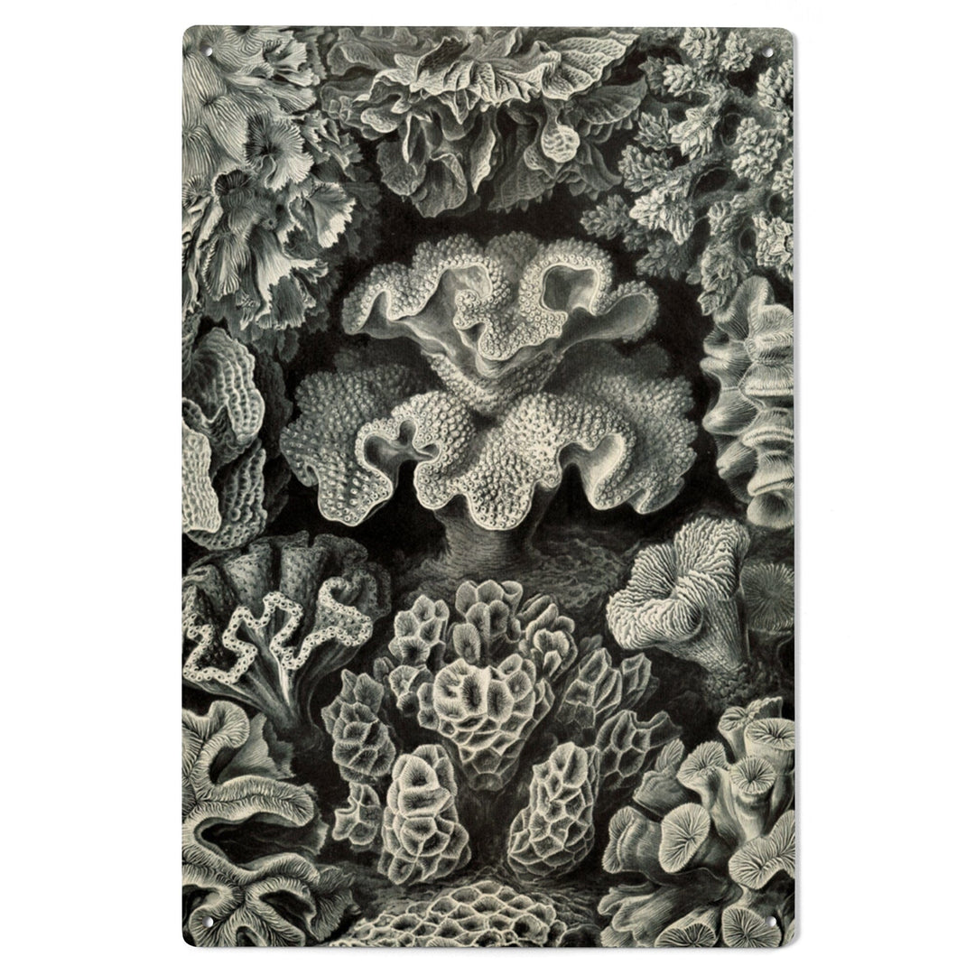 Ernst Haeckel, Hexacoralla, Lantern Press Artwork, Wood Signs and Postcards - Lantern Press