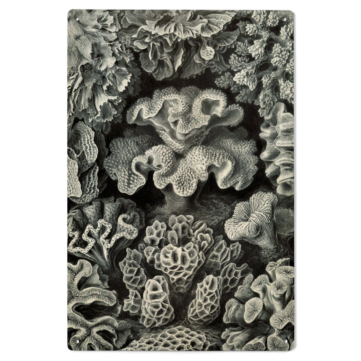 Ernst Haeckel, Hexacoralla, Lantern Press Artwork, Wood Signs and Postcards - Lantern Press