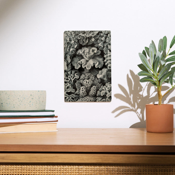 Ernst Haeckel, Hexacoralla, Lantern Press Artwork, Wood Signs and Postcards - Lantern Press