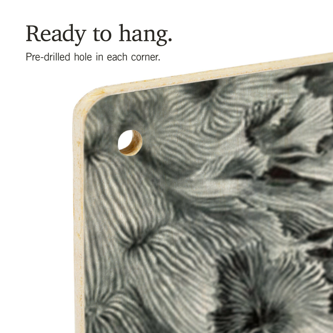 Ernst Haeckel, Hexacoralla, Lantern Press Artwork, Wood Signs and Postcards - Lantern Press