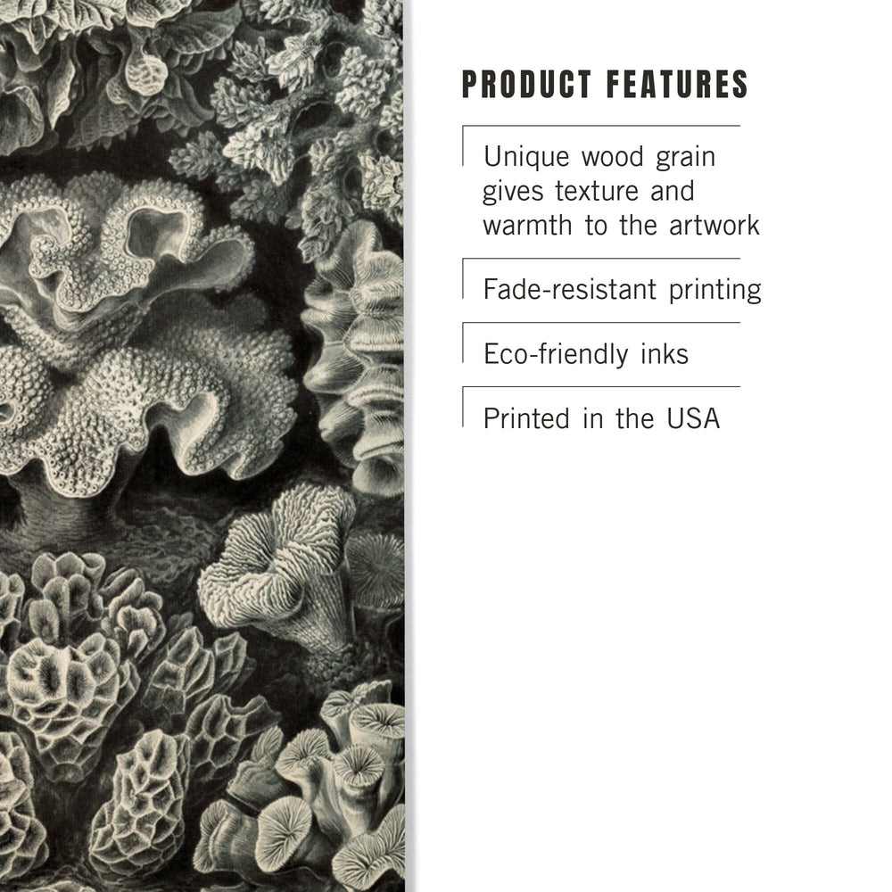Ernst Haeckel, Hexacoralla, Lantern Press Artwork, Wood Signs and Postcards - Lantern Press