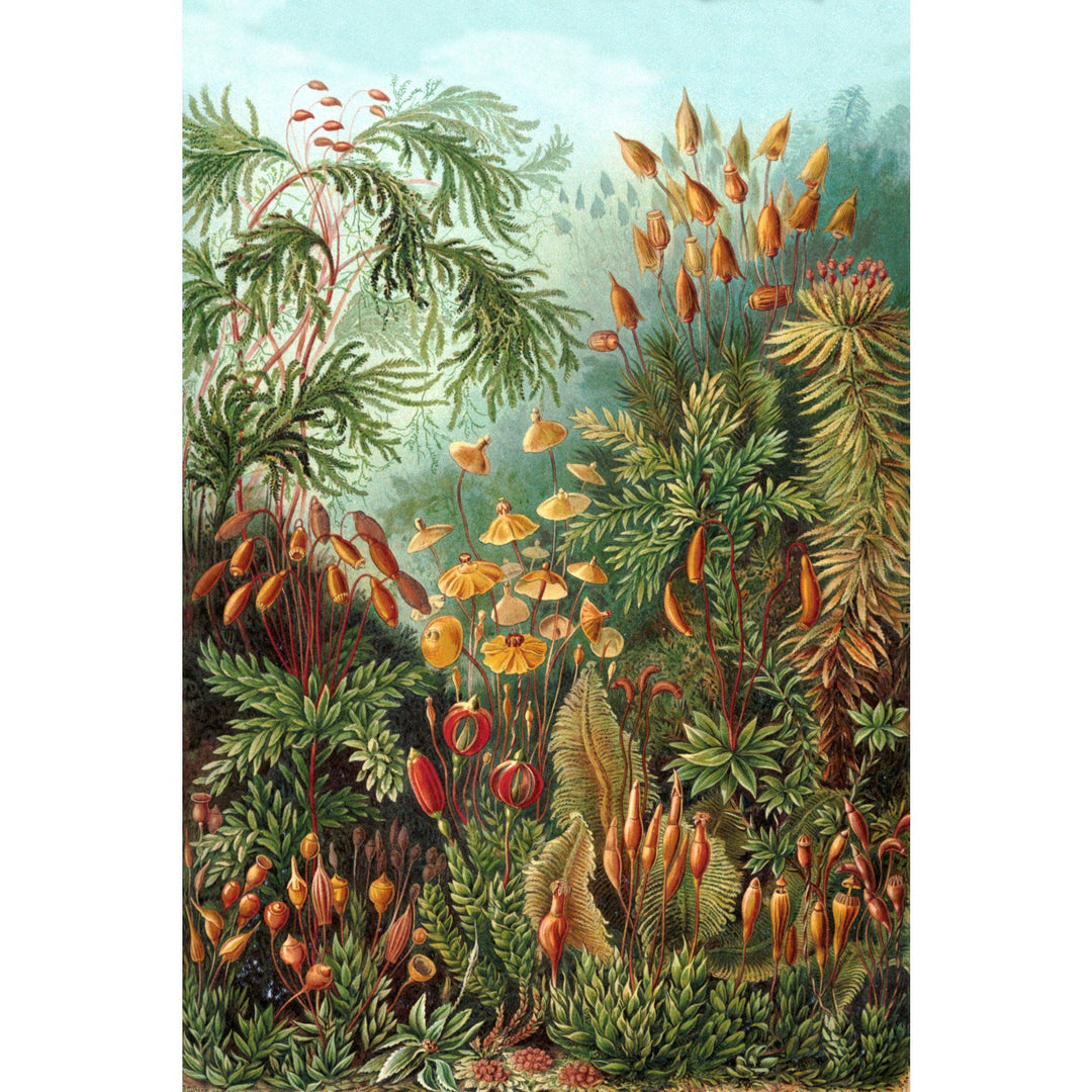 Ernst Haeckel, Muscinae, Lantern Press Artwork, Stretched Canvas - Lantern Press