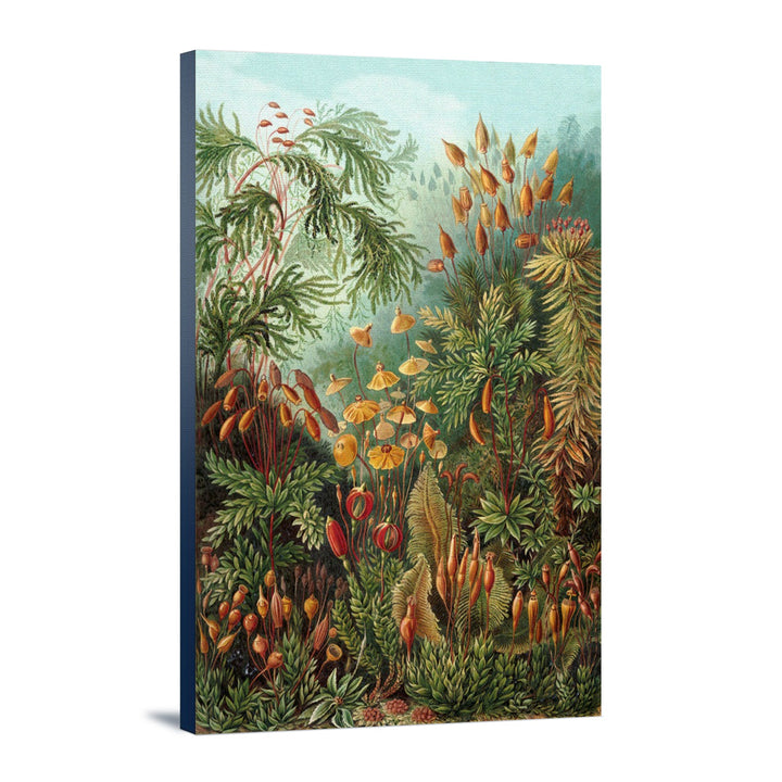 Ernst Haeckel, Muscinae, Lantern Press Artwork, Stretched Canvas - Lantern Press