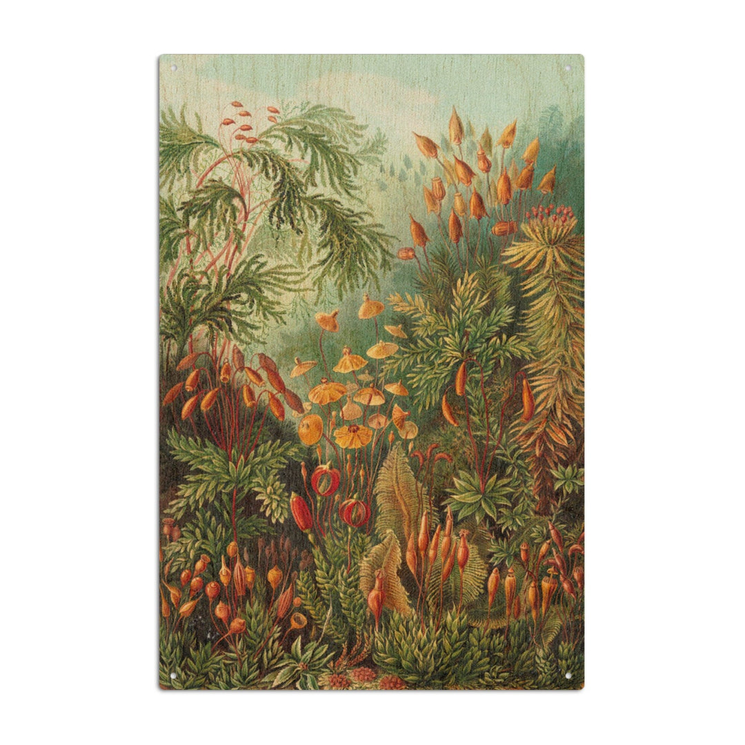 Ernst Haeckel, Muscinae, Lantern Press Artwork, Wood Signs and Postcards - Lantern Press