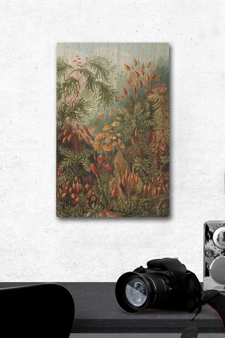 Ernst Haeckel, Muscinae, Lantern Press Artwork, Wood Signs and Postcards - Lantern Press