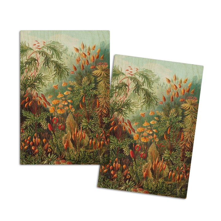 Ernst Haeckel, Muscinae, Lantern Press Artwork, Wood Signs and Postcards - Lantern Press
