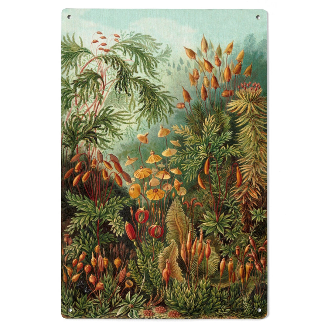 Ernst Haeckel, Muscinae, Lantern Press Artwork, Wood Signs and Postcards - Lantern Press