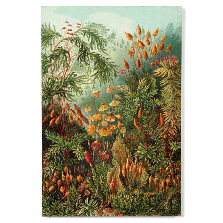 Ernst Haeckel, Muscinae, Lantern Press Artwork, Wood Signs and Postcards - Lantern Press