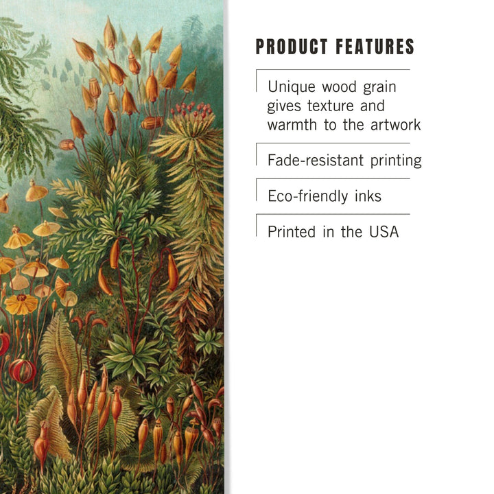 Ernst Haeckel, Muscinae, Lantern Press Artwork, Wood Signs and Postcards - Lantern Press