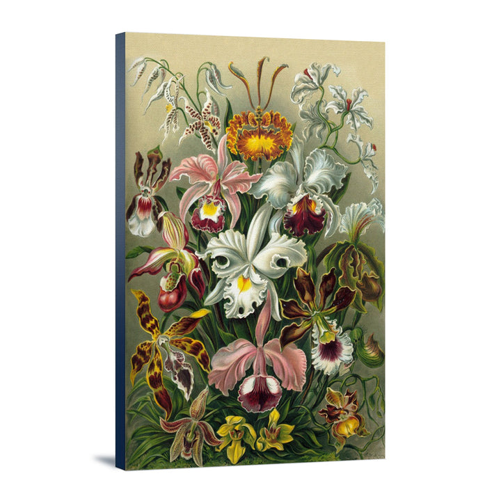 Ernst Haeckel, Orchidae, Lantern Press Artwork, Stretched Canvas - Lantern Press