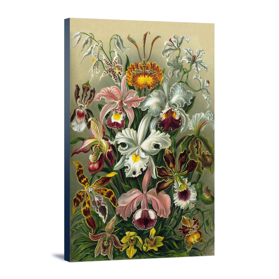 Ernst Haeckel, Orchidae, Lantern Press Artwork, Stretched Canvas - Lantern Press
