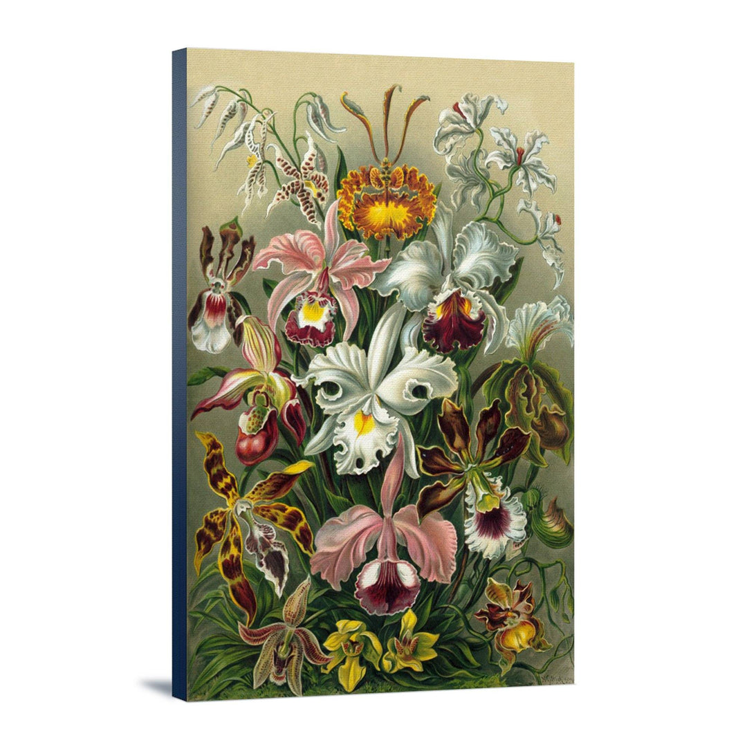 Ernst Haeckel, Orchidae, Lantern Press Artwork, Stretched Canvas - Lantern Press