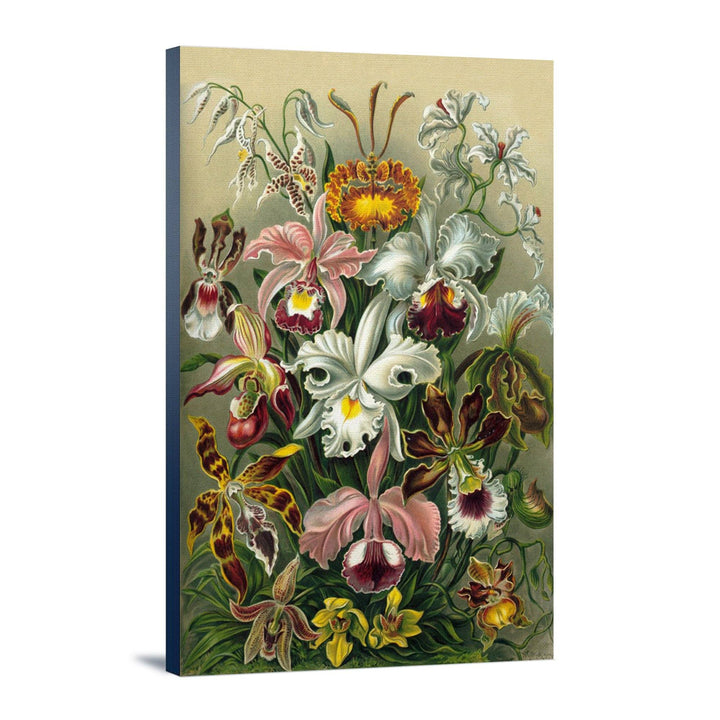 Ernst Haeckel, Orchidae, Lantern Press Artwork, Stretched Canvas - Lantern Press