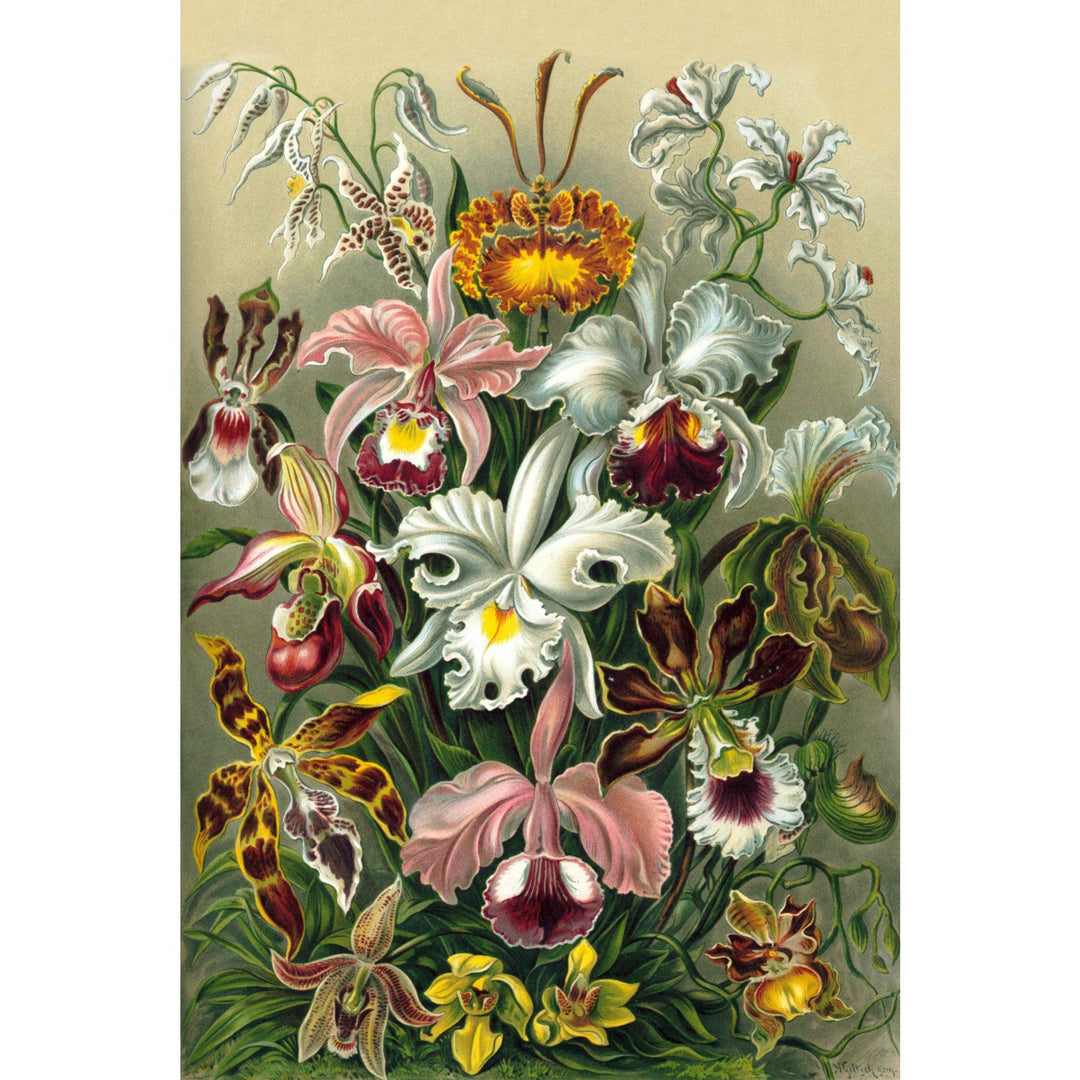 Ernst Haeckel, Orchidae, Lantern Press Artwork, Stretched Canvas - Lantern Press