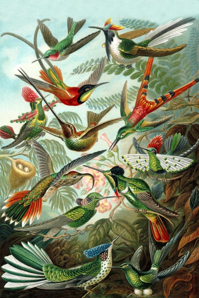 Ernst Haeckel, Trochilidae, Art & Giclee Prints - Lantern Press