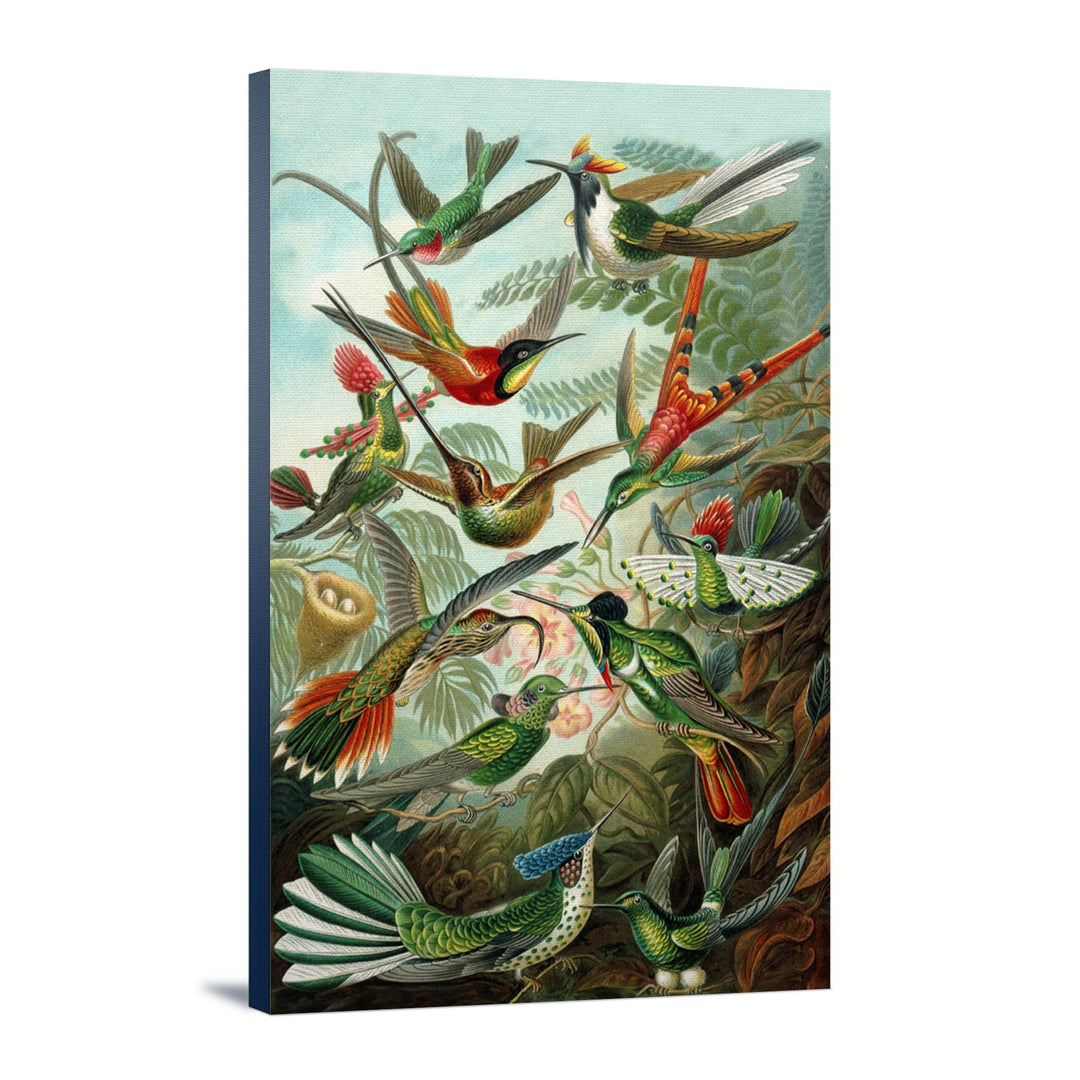 Ernst Haeckel, Trochilidae, Lantern Press Artwork, Stretched Canvas - Lantern Press
