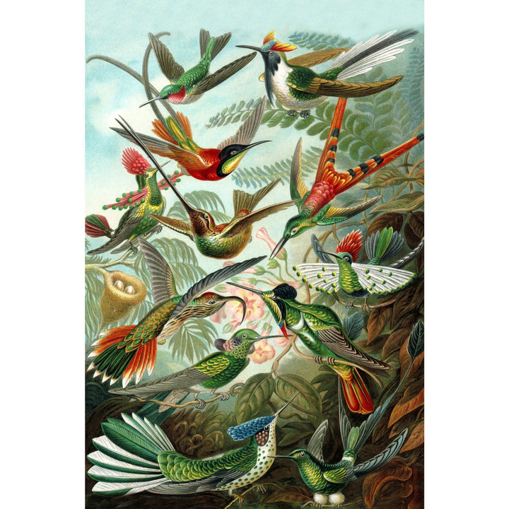 Ernst Haeckel, Trochilidae, Lantern Press Artwork, Stretched Canvas - Lantern Press