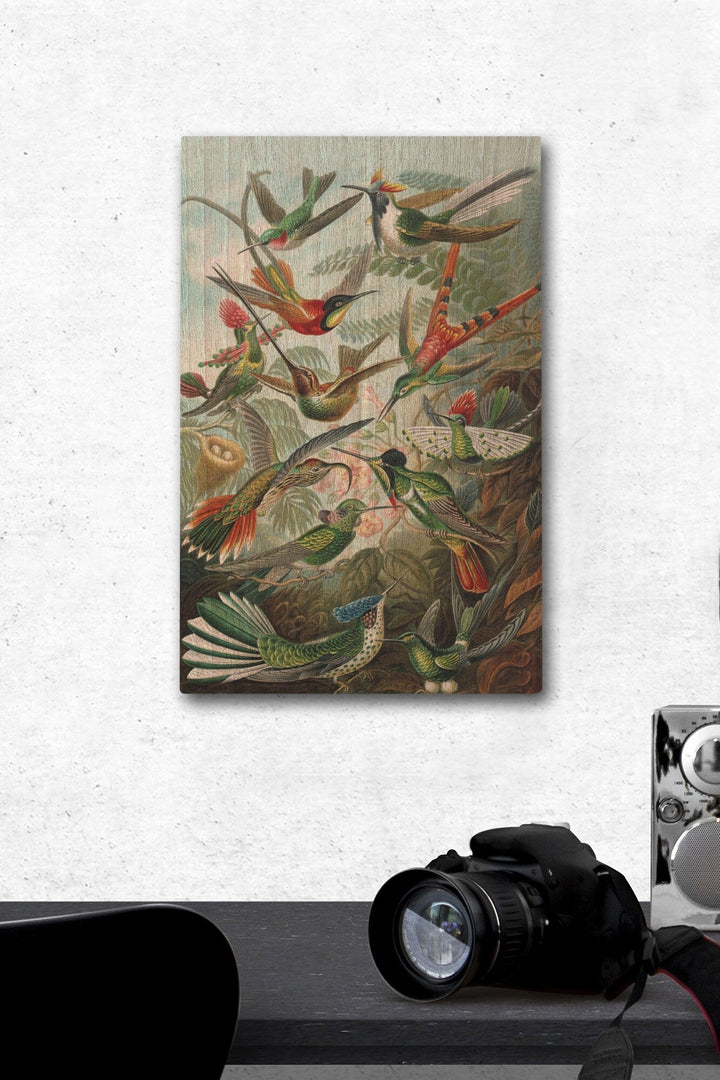 Ernst Haeckel, Trochilidae, Lantern Press Artwork, Wood Signs and Postcards - Lantern Press