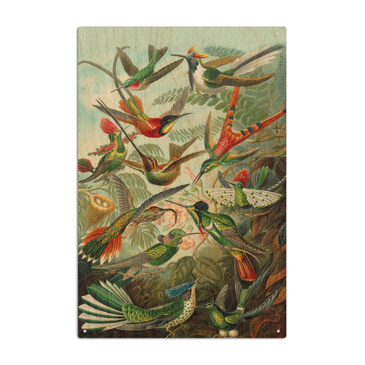 Ernst Haeckel, Trochilidae, Lantern Press Artwork, Wood Signs and Postcards - Lantern Press