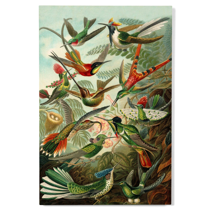 Ernst Haeckel, Trochilidae, Lantern Press Artwork, Wood Signs and Postcards - Lantern Press
