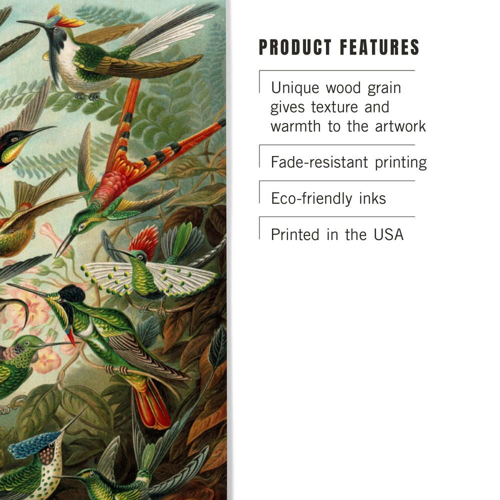 Ernst Haeckel, Trochilidae, Lantern Press Artwork, Wood Signs and Postcards - Lantern Press
