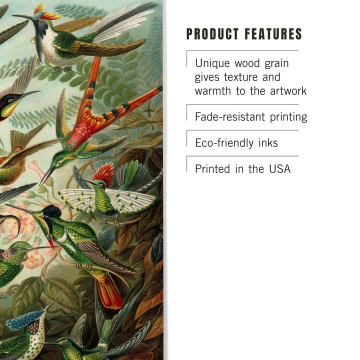 Ernst Haeckel, Trochilidae, Lantern Press Artwork, Wood Signs and Postcards - Lantern Press