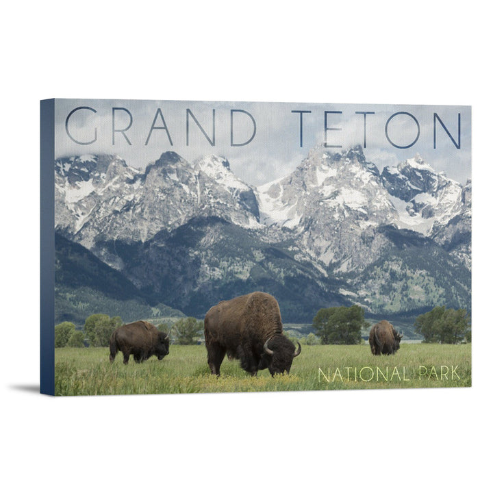 Grand Teton National Park, Wyoming, Buffalo & Mountain Scene, Lantern Press Photography, Stretched Canvas - Lantern Press