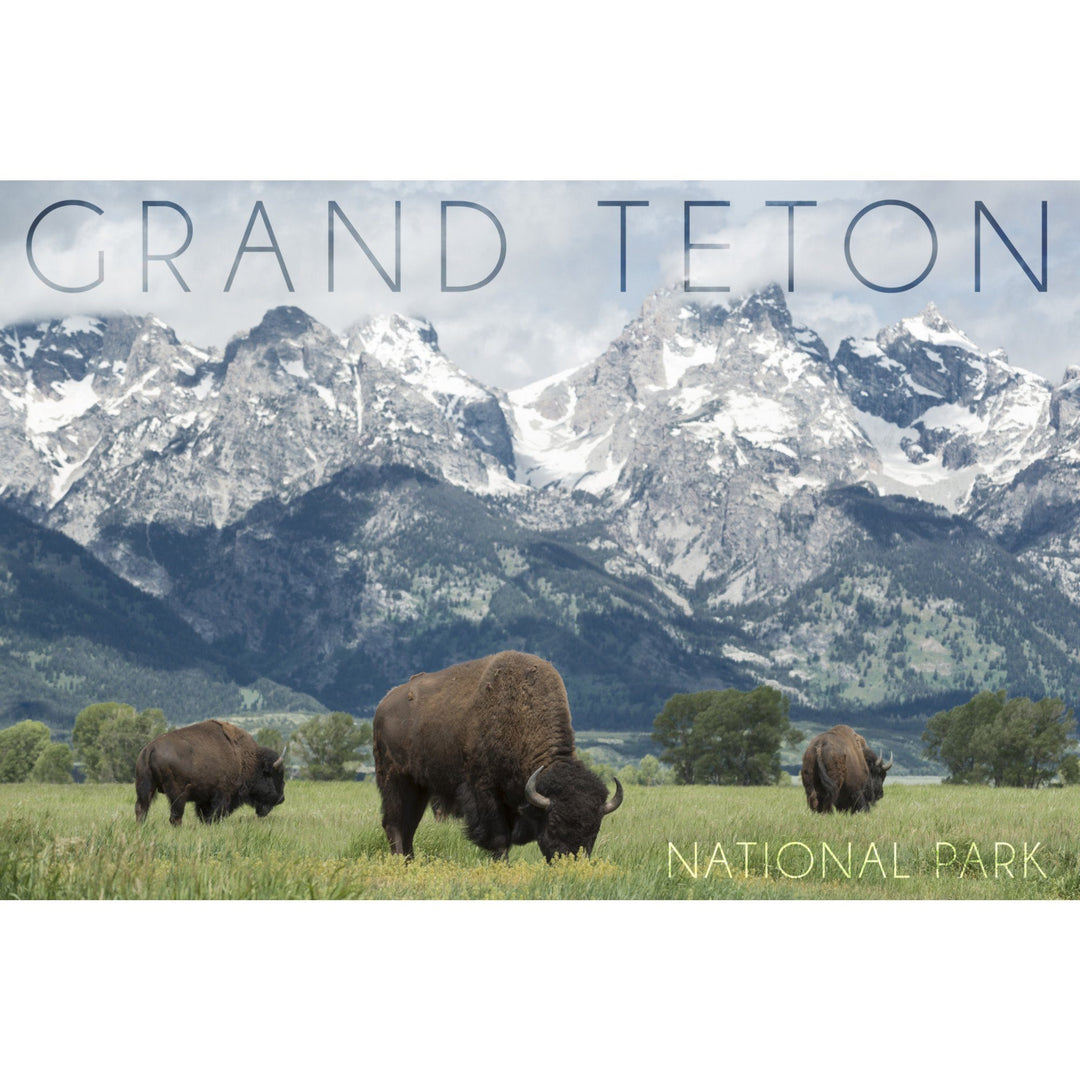 Grand Teton National Park, Wyoming, Buffalo & Mountain Scene, Lantern Press Photography, Stretched Canvas - Lantern Press