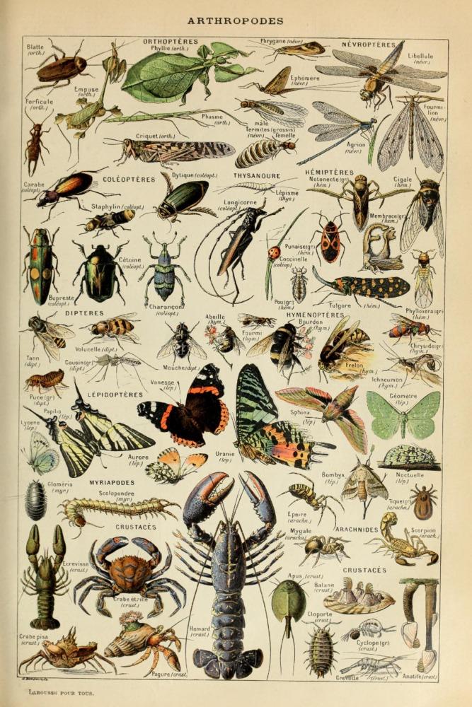 Insects, Vintage Bookplate, Adolphe Millot Artwork, Art & Giclee Prints - Lantern Press