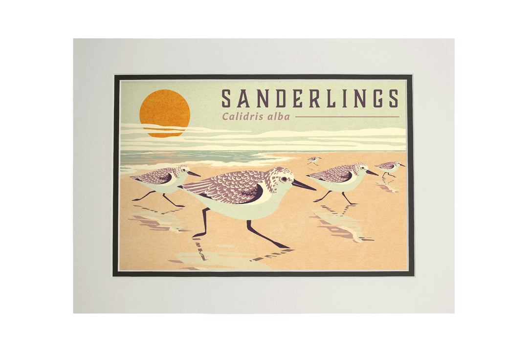 Shorebirds at Sunset Collection, Sanderlings, Birds, Art Prints and Metal Signs Art Lantern Press 11 x 14 Matted Art Print