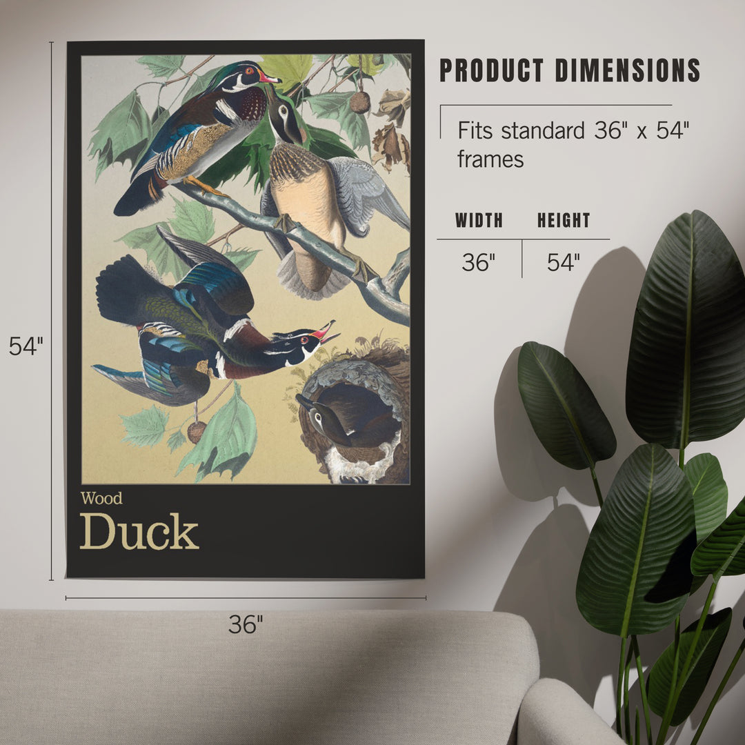 Audubon Birds of North America, Wood Duck, Art & Giclee Prints