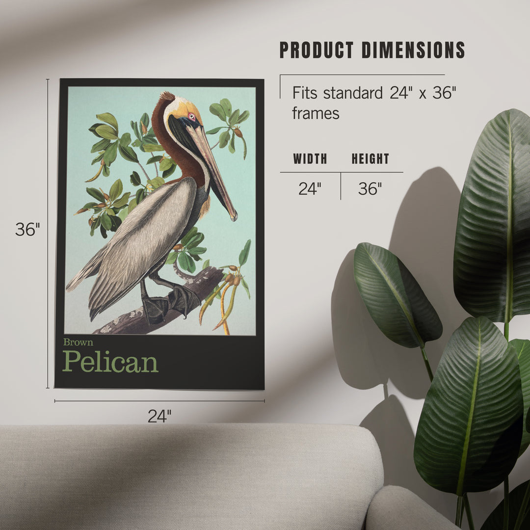 Audubon Birds, North America Brown Pelican, Art & Giclee Prints
