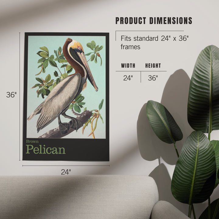 Audubon Birds, North America Brown Pelican, Art & Giclee Prints