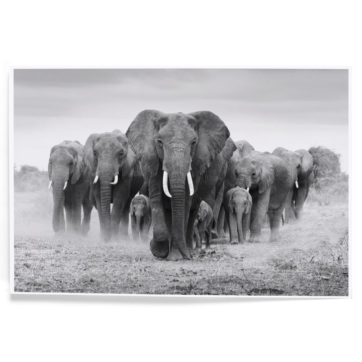 Elephant Herd, Art & Giclee Prints