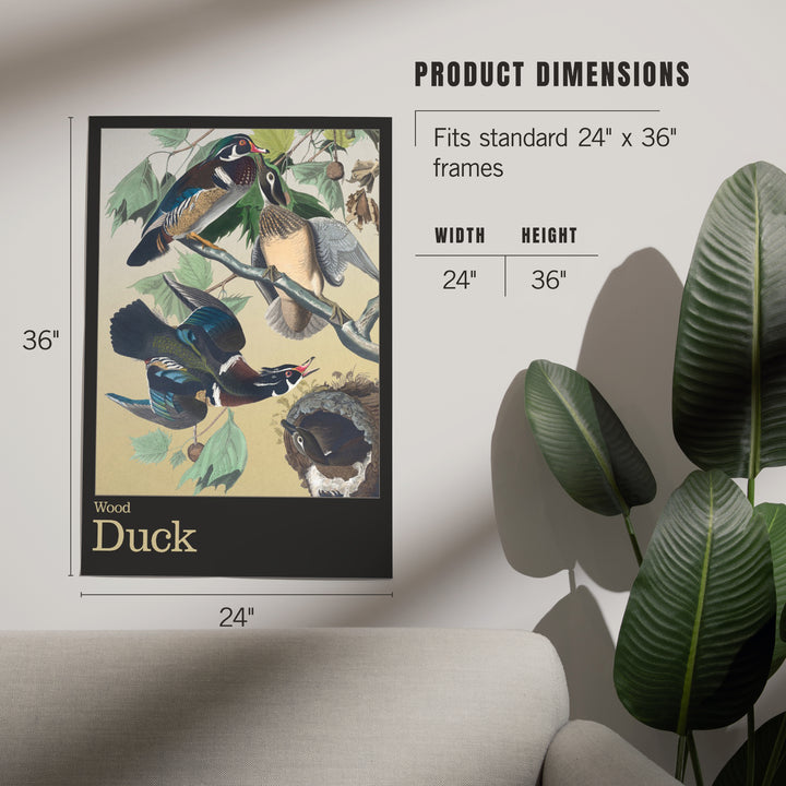 Audubon Birds of North America, Wood Duck, Art & Giclee Prints