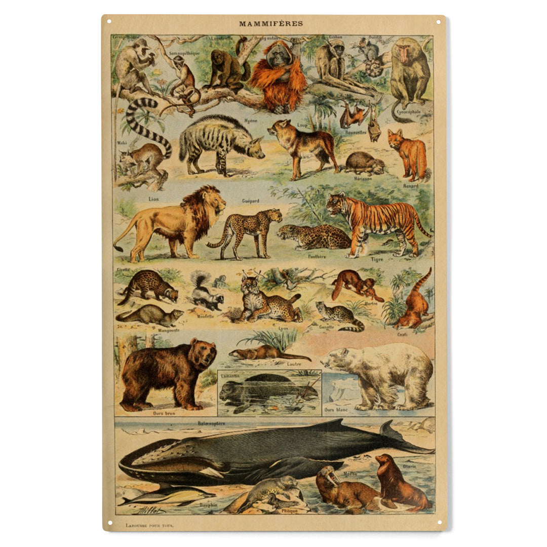 Mammals, D, Vintage Bookplate, Adolphe Millot, Wood Sign and Postcards