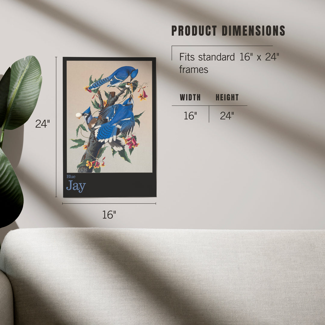 Audubon Birds of North America, Blue Jay, Art & Giclee Prints