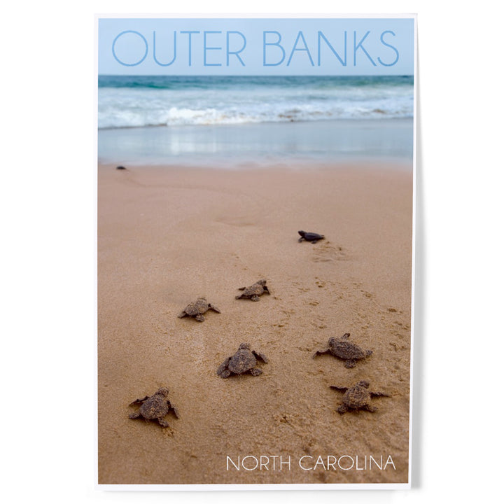 Outer Banks, North Carolina, Sea Turtles Hatching, Art & Giclee Prints