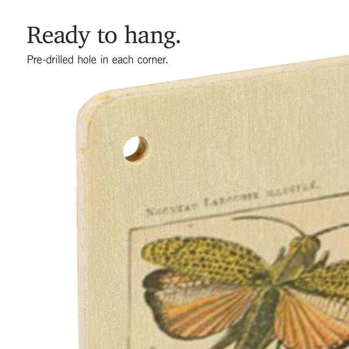 Insects, B, Vintage Bookplate, Adolphe Millot, Wood Sign and Postcards