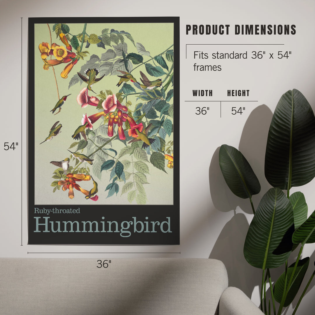 Audubon Birds, North America Hummingbird, Art & Giclee Prints